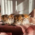 Super Schattige Pluizige Britse Korthaar en Langhaar Kittens, Dieren en Toebehoren, Katten en Kittens | Raskatten | Langhaar, Meerdere dieren