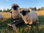 Walliser Schwarznase ooi lam, Dieren en Toebehoren, Vrouwelijk, Schaap, 0 tot 2 jaar