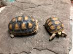 2 prachtige jonge kolenbranders (Chelonoidis carbonarius), Dieren en Toebehoren, Schildpad, Tam, 3 tot 6 jaar