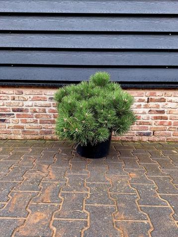 Oostenrijkse den (Pinus nigra 'Nana') 🌿 meerstam beschikbaar voor biedingen