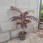 Albizia 'Summer Chocolate' | rode Perzische slaapboom, Tuin en Terras, Ophalen of Verzenden, Zomer, Overige soorten, Volle zon