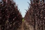 Prunus cerasifera 'Nigra' te koop!, Tuin en Terras, Halfschaduw, Lente, Overige soorten, 250 tot 400 cm