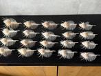 Schelpen Murex Pecten, Verzamelen, Ophalen, Schelp(en)