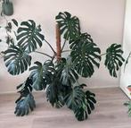Grote Monstera deliciosa, Ophalen, Halfschaduw, 150 tot 200 cm