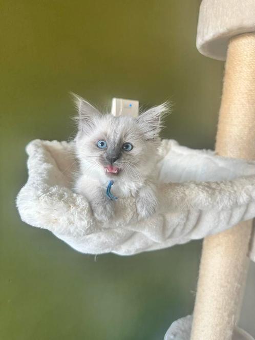 ragdoll kittens ( blue point ), Dieren en Toebehoren, Katten en Kittens | Raskatten | Korthaar, Meerdere dieren, 0 tot 2 jaar