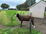 zwartbles dekram, Dieren en Toebehoren, Mannelijk, Schaap, 0 tot 2 jaar