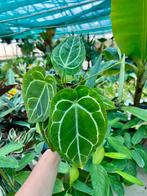 Anthurium Crystallinum P12 - Zeldzame Kamerplant, Huis en Inrichting, Kamerplanten, Overige soorten, In pot, Minder dan 100 cm