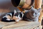 Maine Coon / Brits Korthaar, Dieren en Toebehoren, Katten en Kittens | Raskatten | Korthaar, Poes, Gechipt
