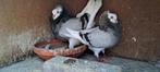 Tekoop sierduiven Oudhollands kapucijnen duiven, Dieren en Toebehoren, Vogels | Duiven, Meerdere dieren, Overige soorten