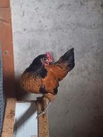 Vorwerk krielhaan, Dieren en Toebehoren, Mannelijk, Kip