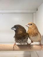 2 Japanse meeuwen €6,-, Dieren en Toebehoren, Vogels | Overige Vogels, Geslacht onbekend, Tropenvogel