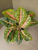 Aglaonema Spring Red XXL p19, Huis en Inrichting, Kamerplanten, Ophalen of Verzenden, Halfschaduw