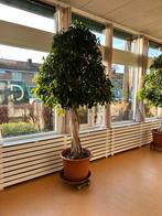 2 Grote Ficus in Pot - Prachtig Interieur Object, Huis en Inrichting, Kamerplanten, Ophalen, Ficus, Halfschaduw, In pot