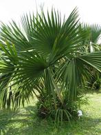 Sabal Minor Louisiana 15 x palm boom zaden, Tuin en Terras, Bloembollen en Zaden, Gehele jaar, Ophalen, Zaad