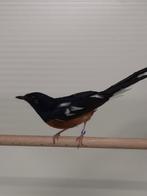 1-1 Shama lijsters, Dieren en Toebehoren, Meerdere dieren, Geringd