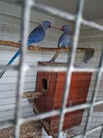 1 koppel halsband parkieten fieolet blauwe, Dieren en Toebehoren, Vogels | Parkieten en Papegaaien, Meerdere dieren, Parkiet