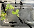Jongen zwarte Molly’s, Vis, Zoetwatervis