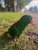 Edel papagaai, Dieren en Toebehoren, Vogels | Parkieten en Papegaaien, Mannelijk, Papegaai, Tam