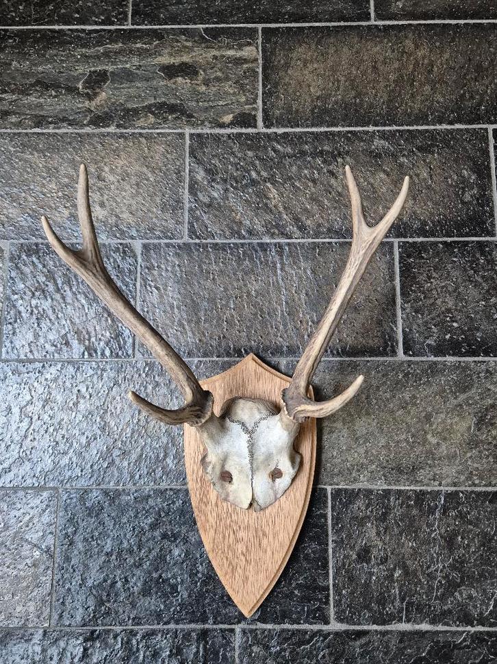 Prachtig Herten Gewei Jacht Hut Mancave Overkapping f6, Verzamelen, Dierenverzamelingen, Gebruikt, Gewei of Kop, Hert, Ophalen of Verzenden