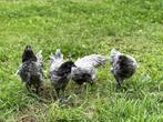 Jonge tamme Australorp kippen Blauw gesekst en ingeënt, Dieren en Toebehoren, Pluimvee, Vrouwelijk, Kip