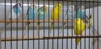 grasparkieten jonge, Dieren en Toebehoren, Vogels | Parkieten en Papegaaien, Meerdere dieren, Parkiet, Pratend