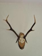 Mooi Edelhert Gewei Jacht Trofee Mancave Jacht Hut c92, Ophalen, Hert, Gewei of Kop