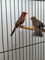 Rode kardinalen, Dieren en Toebehoren, Vogels | Overige Vogels, Mannelijk