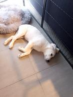 Pup, Particulier, Golden retriever, België, CDV (hondenziekte)