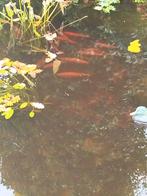 Gratis goudwindes, Dieren en Toebehoren, Vissen | Vijvervissen, Karper of Koi