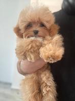 Exclusieve Maltipoo F1 Micro pup (Maltezer/Toy Poedel), Particulier, Rabiës (hondsdolheid), Overige rassen, 8 tot 15 weken