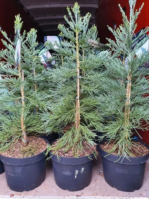 Sequoiadendron giganteum "Glaucum" / blauwe mammoetboom, Tuin en Terras, Planten | Bomen, Zuilboom, 400 cm of meer, Volle zon