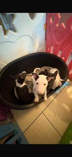 Nog 3 prachtige standaard bullteriers pups, Dieren en Toebehoren, CDV (hondenziekte), Bull Terriër, 8 tot 15 weken, Meerdere