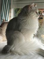 Maine Coon, Meerdere dieren