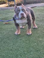 American Bully, Dieren en Toebehoren, Vrouwelijk, Wildzangvogel