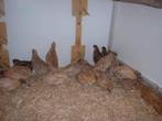 Japanse Kwartels, Vrouwelijk, Wildzangvogel, Tam