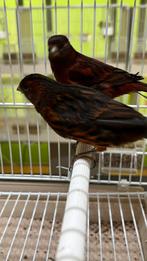 Zwart Kobalt Kanaries, Dieren en Toebehoren, Meerdere dieren, Kleurkanarie