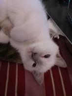 De laatste 2 mooie Ragdol mannetjes, Dieren en Toebehoren, Katten en Kittens | Raskatten | Langhaar, Kater