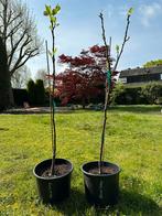 Brown Turkey vijgenboom 1 meter, Tuin en Terras, Planten | Fruitbomen, Volle zon, 100 tot 250 cm, Vijgenboom, Ophalen of Verzenden