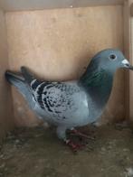 Te koop jonge kweek duivin, Dieren en Toebehoren, Vrouwelijk, Postduif