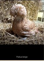 Gezocht een jonge Padua beige haan., Dieren en Toebehoren, Pluimvee, Mannelijk, Kip