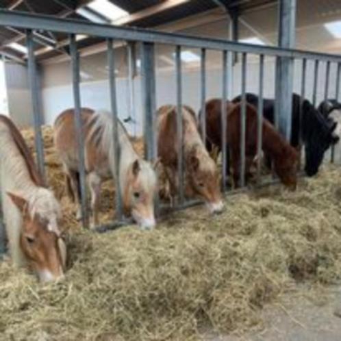 aangeboden: Plekje in Groepshuisvesting <1.55, Dieren en Toebehoren, Stalling en Weidegang, Stalling, Weidegang, 2 of 3 paarden of pony's