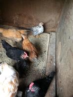 Serama kuikens 15 euro per stuku zie foto’s, Dieren en Toebehoren, Pluimvee, Vrouwelijk, Kip