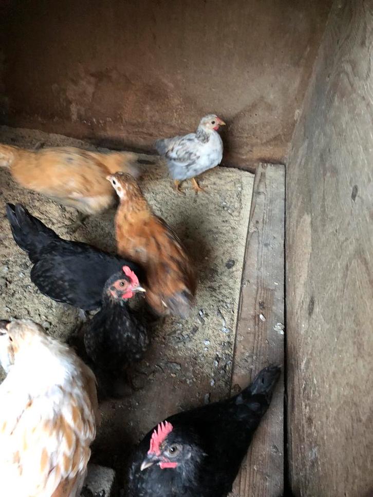 Serama kuikens 15 euro per stuku zie foto’s, Dieren en Toebehoren, Pluimvee, Kip, Vrouwelijk