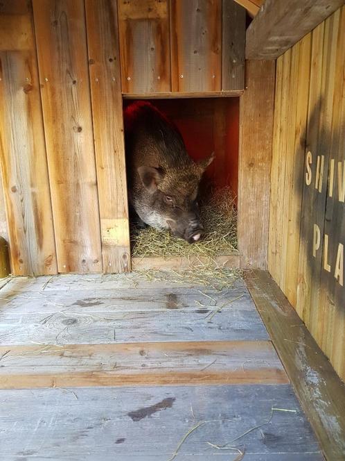 Dierenverblijf te koop / hondenhok / varkensverblijf, Dieren en Toebehoren, Overige Dieren, Meerdere dieren