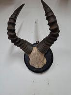 springbok schedel, Verzamelen, Dierenverzamelingen, Ophalen of Verzenden, Zo goed als nieuw, Schedel