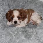 King charles cavalier pup, 8 tot 15 weken, Teef, Eén hond, Pekingees of Dwergspaniel