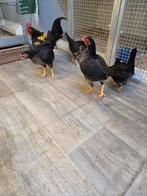 Oud engelse vecht krielen, Dieren en Toebehoren, Pluimvee, Meerdere dieren, Kip