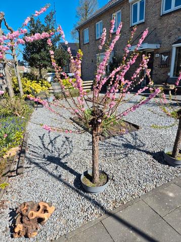 Prunus boompjes  beschikbaar voor biedingen