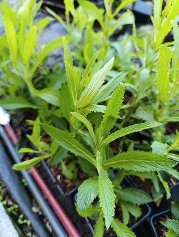 **Verbena bonariensis 'Lollipop' - P9 pot**  beschikbaar voor biedingen