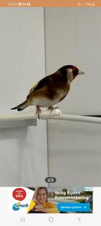 PARVA putter man, Dieren en Toebehoren, Vogels | Overige Vogels, Mannelijk, Wildzangvogel